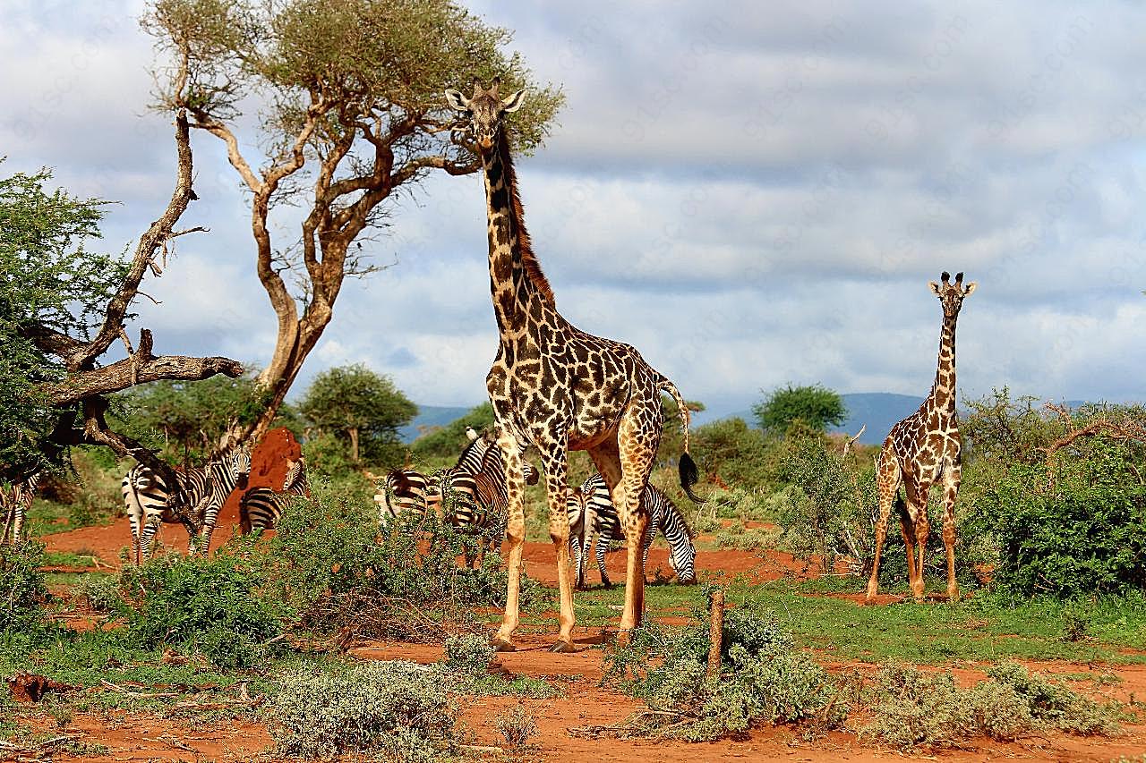 一群野生长颈鹿图片动物图片