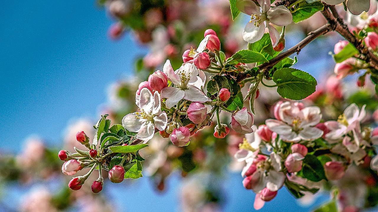 苹果花枝花朵摄影图片高清