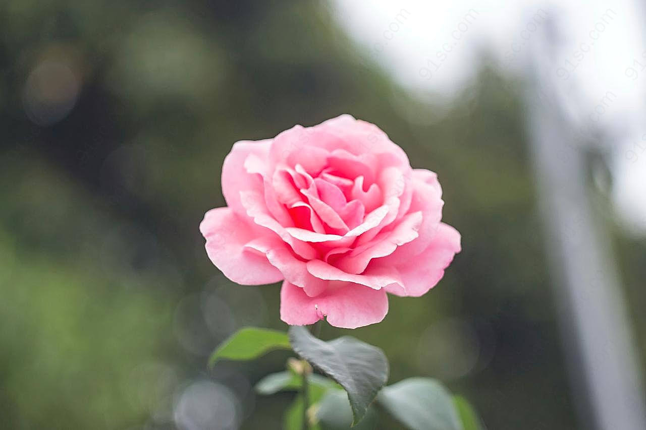 一枝粉玫瑰图片摄影高清