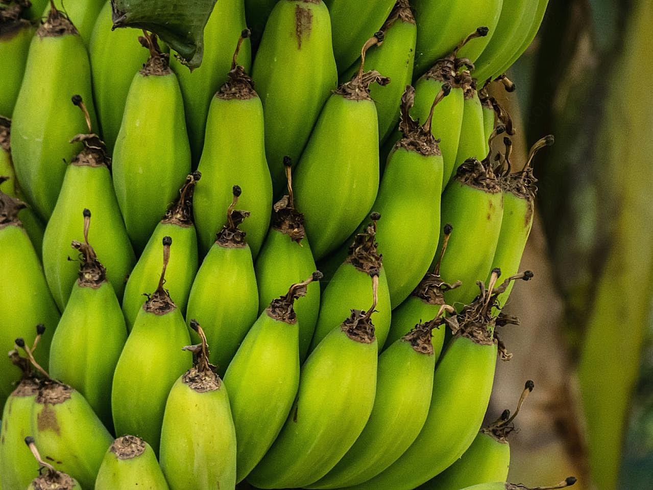 香蕉串素材图片摄影生物