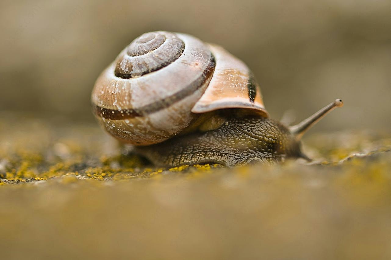小蜗牛可爱摄影图片高清