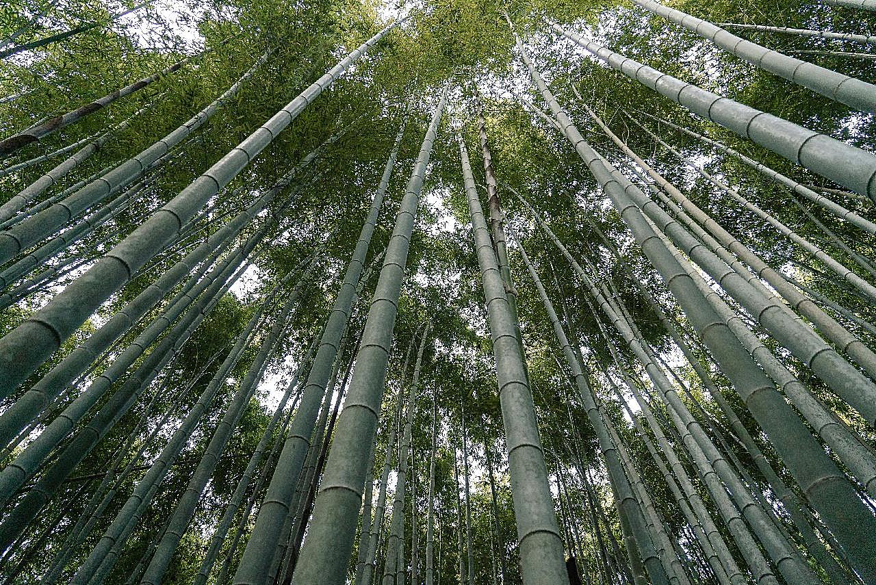 竹林高清图片树林