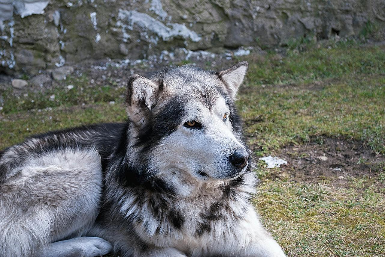 阿拉斯加雪橇犬成犬图片高清摄影