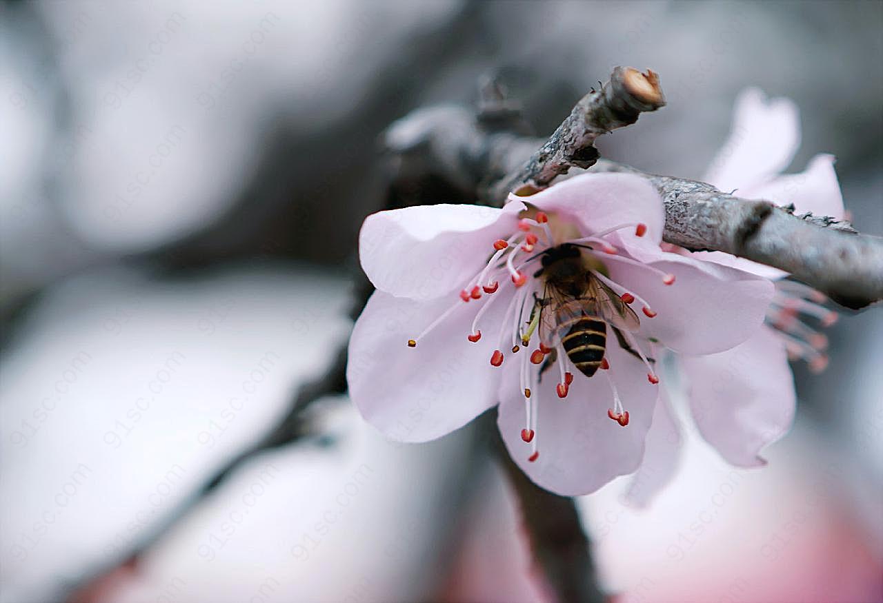 春天蜜蜂采蜜图片昆虫