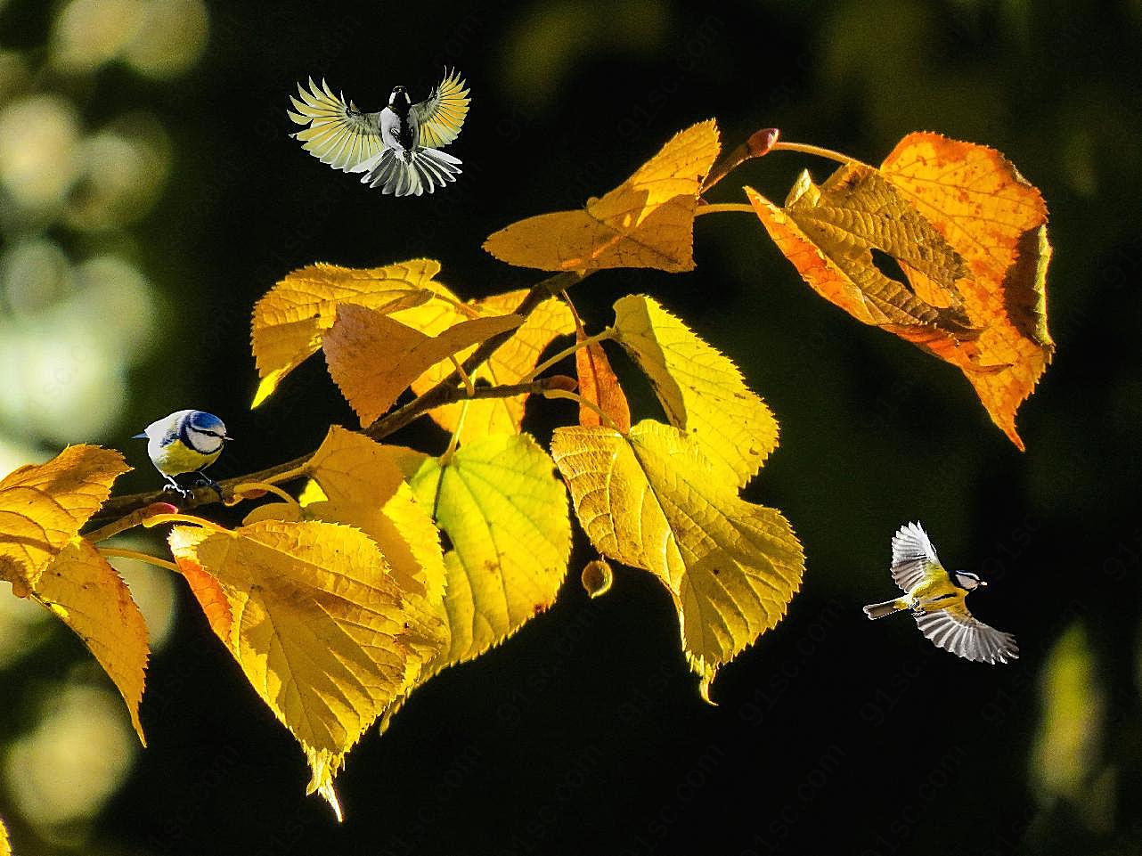 秋天树叶小鸟生物世界