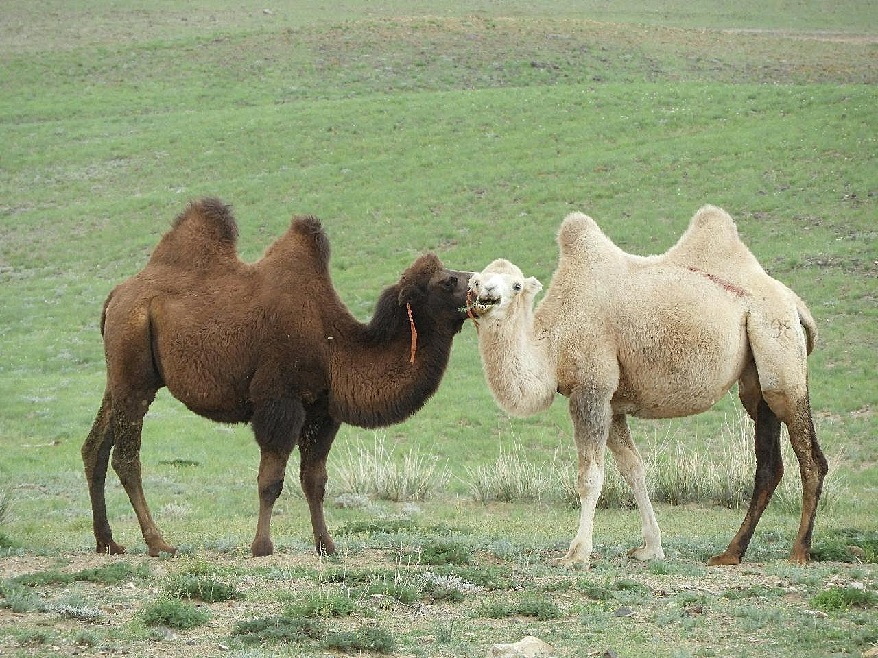 两只骆驼图片摄影