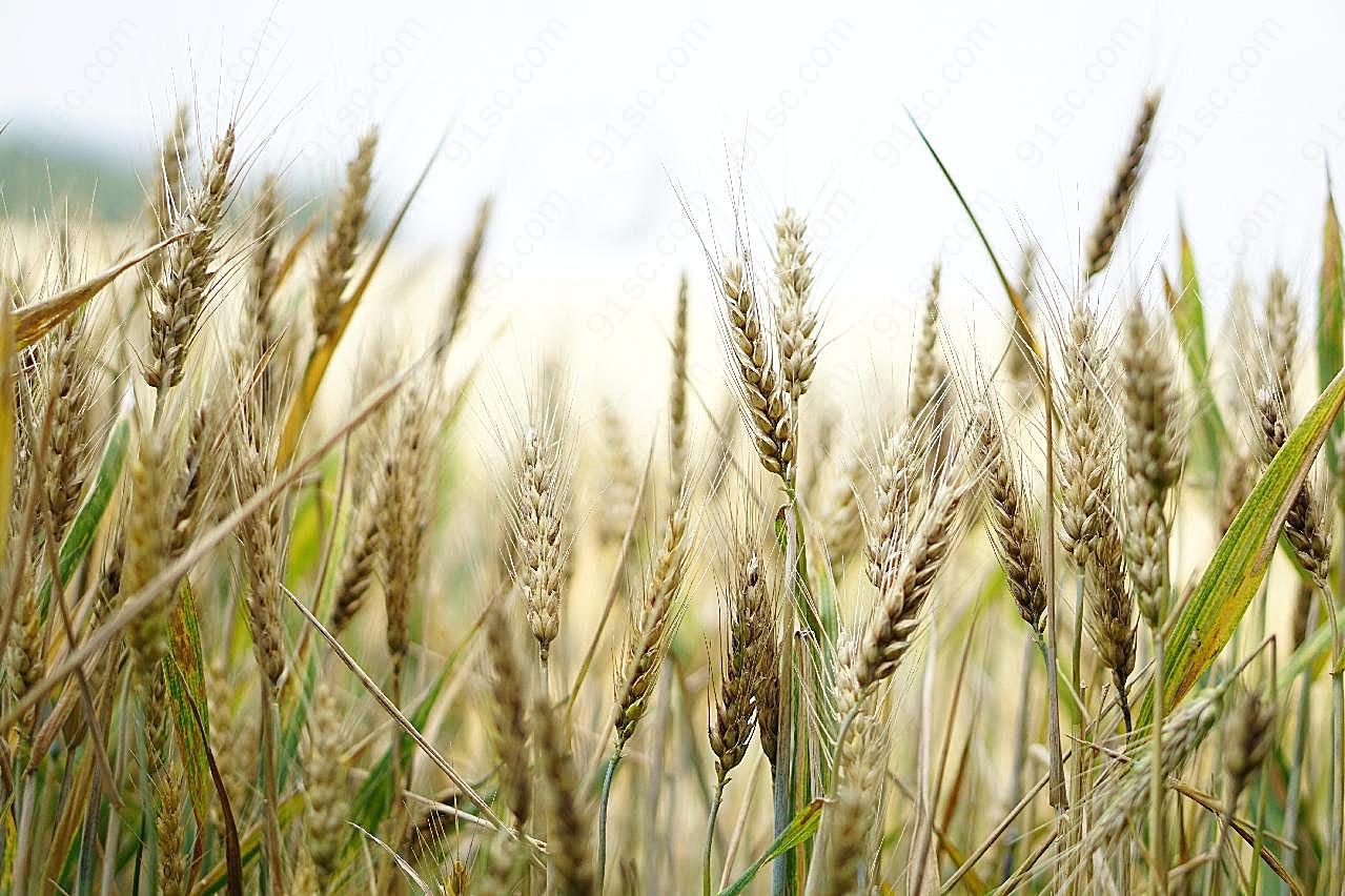 小麦成熟图片高清摄影