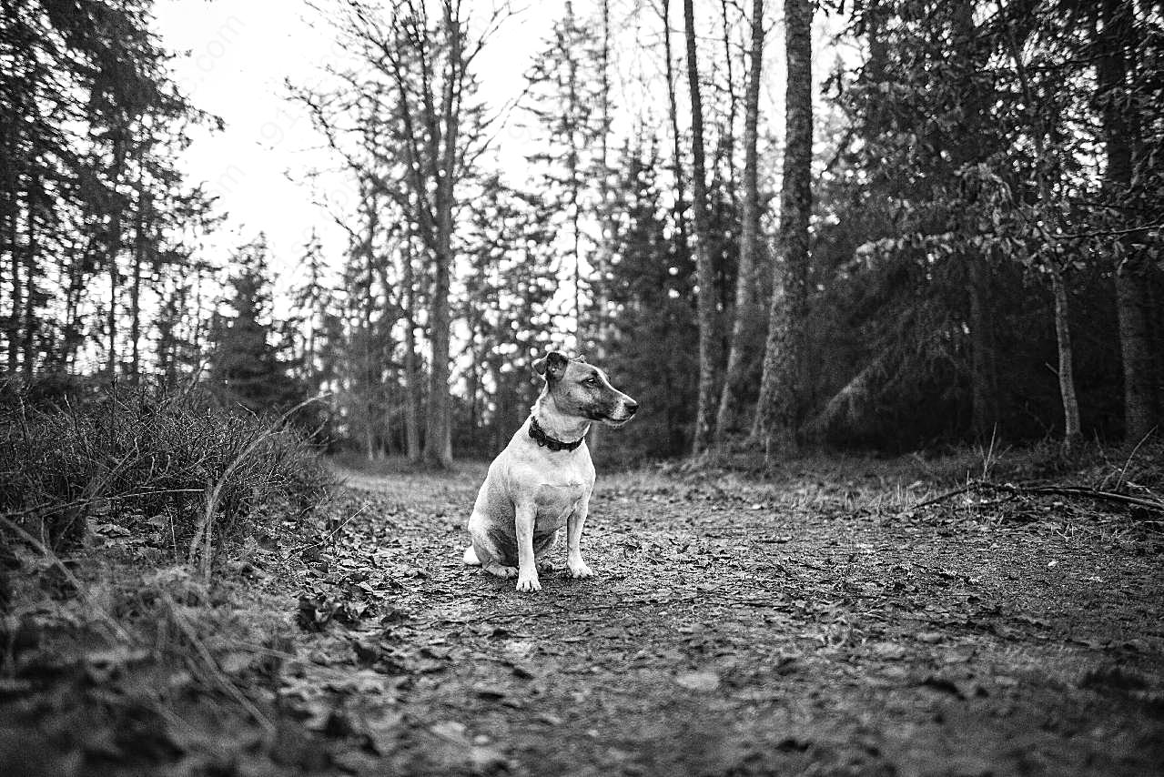 郊外田园犬黑白图片摄影高清