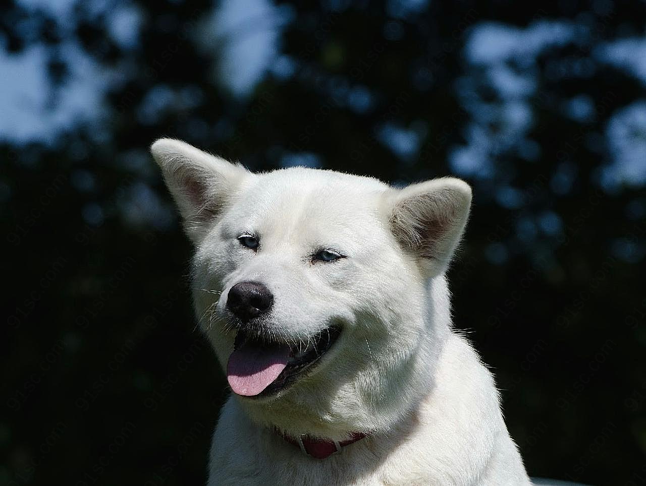 秋田犬图片高清摄影