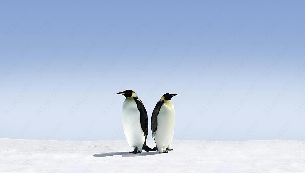 高清可爱企鹅图片下载动物图片