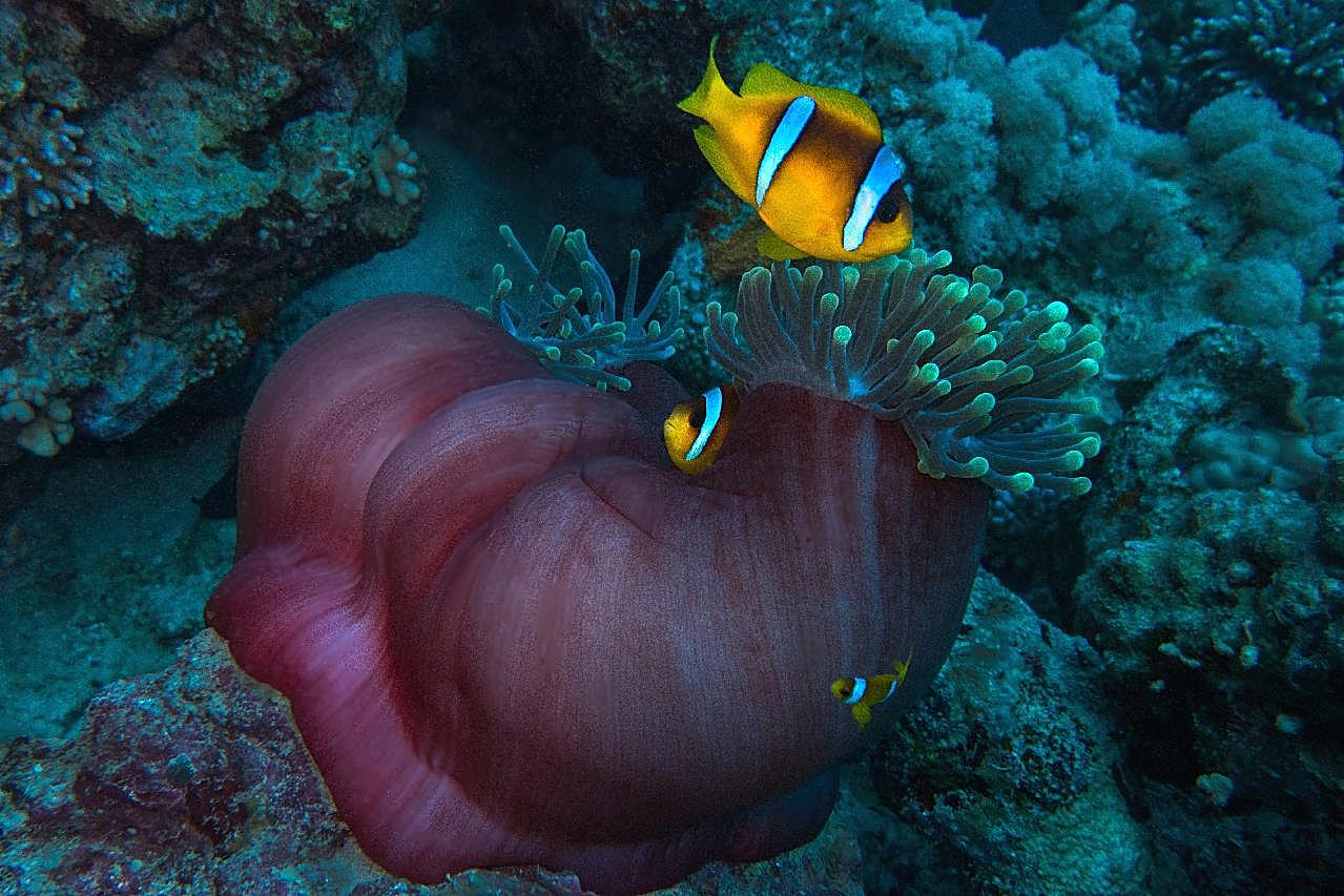 深海珊瑚图片高清摄影