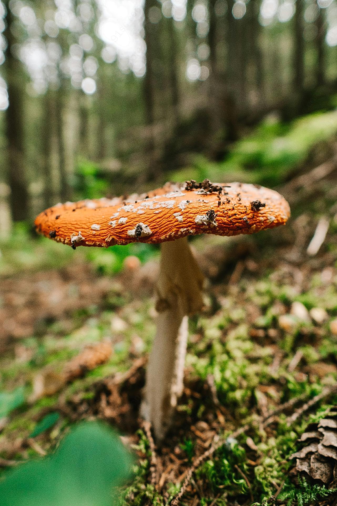 树林野生真菌图片蘑菇