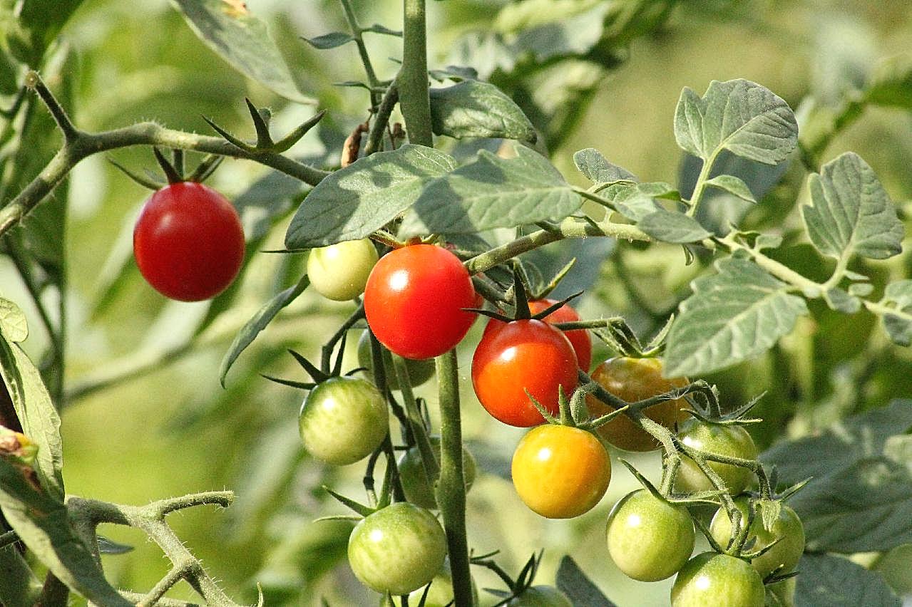 新鲜高清西红柿图片蔬菜