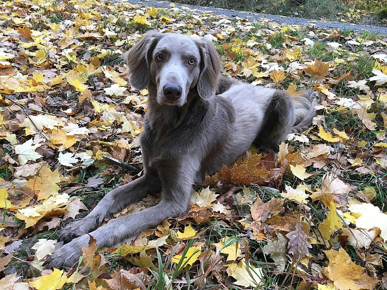 小黑犬图片摄影