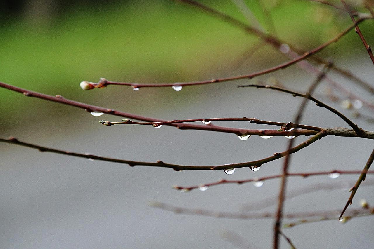 春天树枝水滴图片素材摄影
