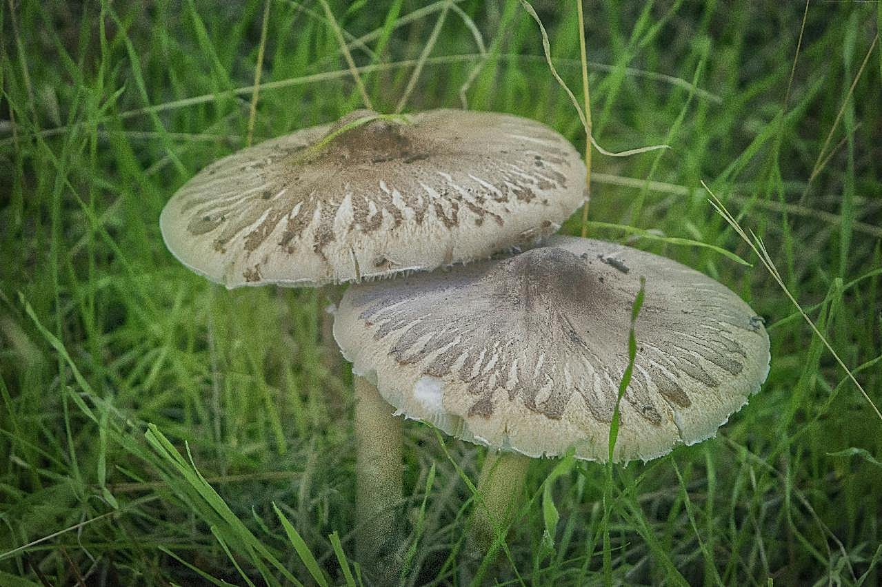 食用真菌图片美食