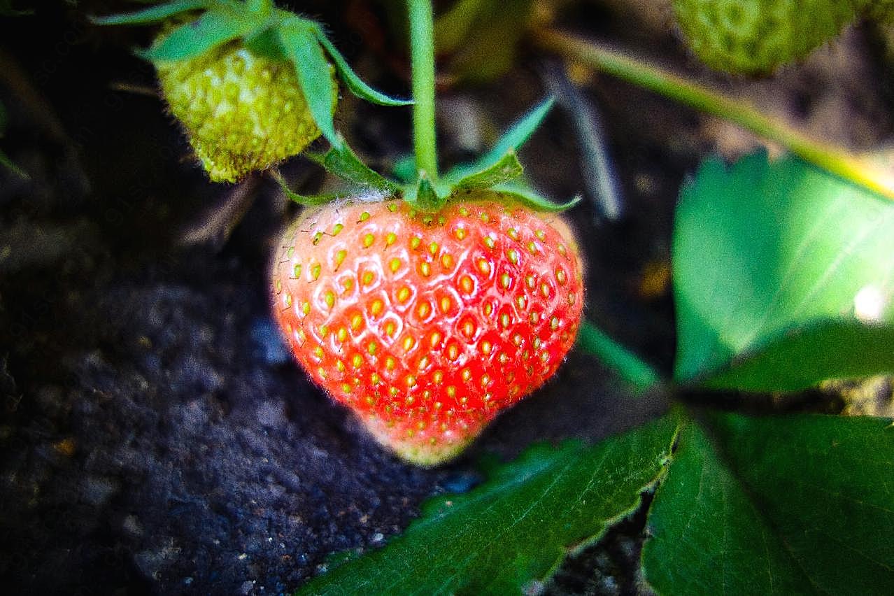 未成熟草莓摄影图片生物