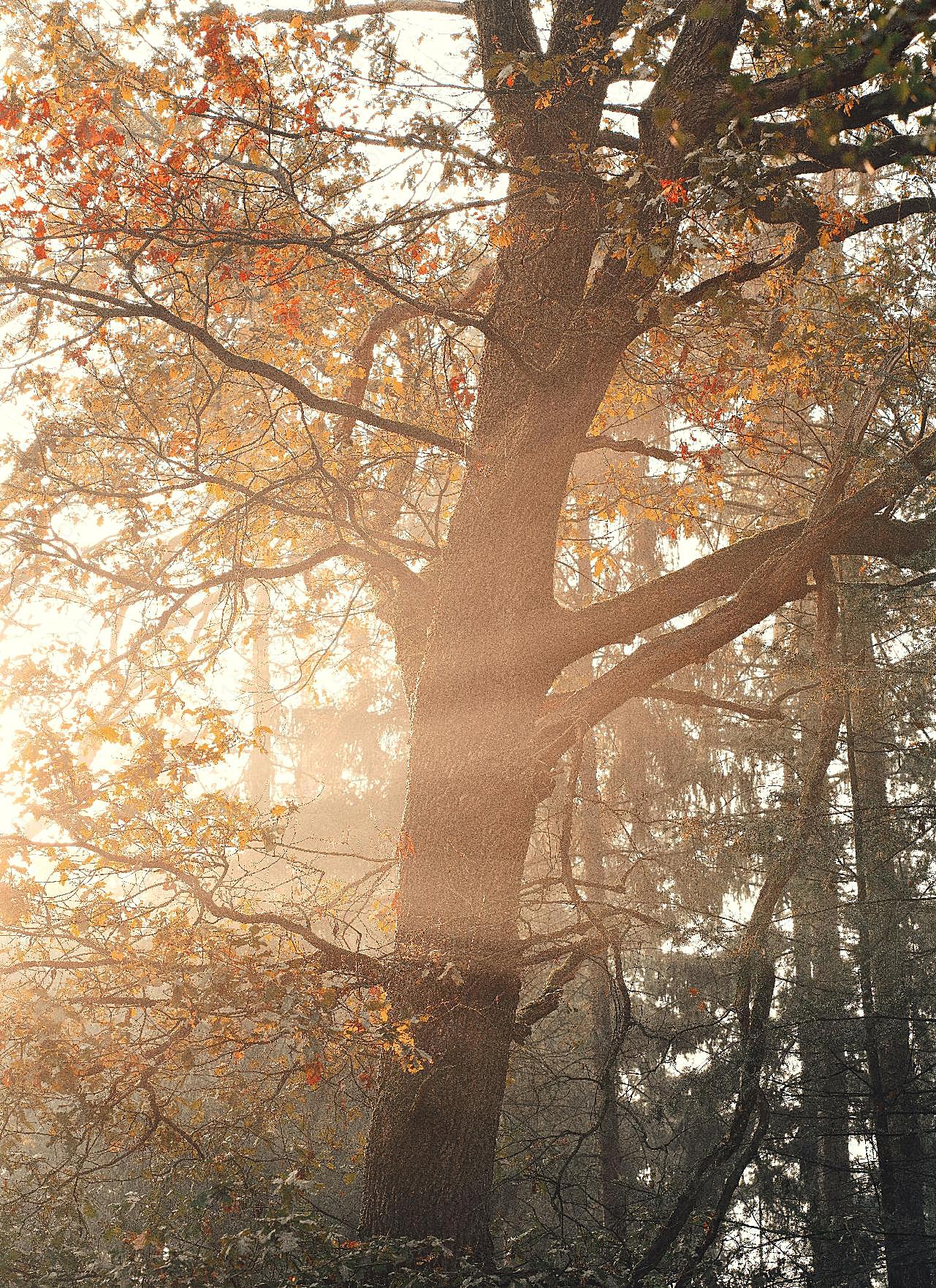秋天晨曦图片树林