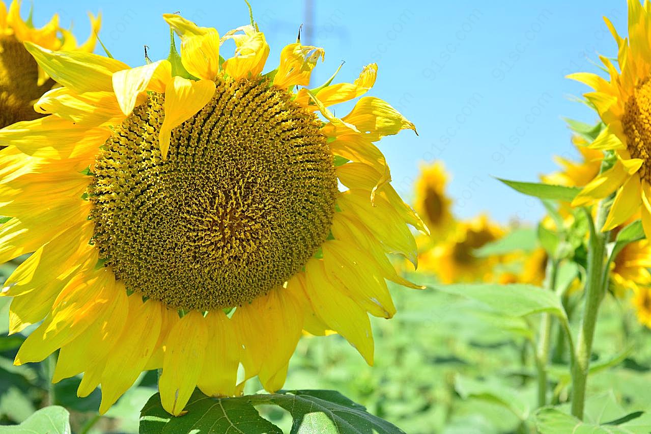 花海花朵特写图片向日葵