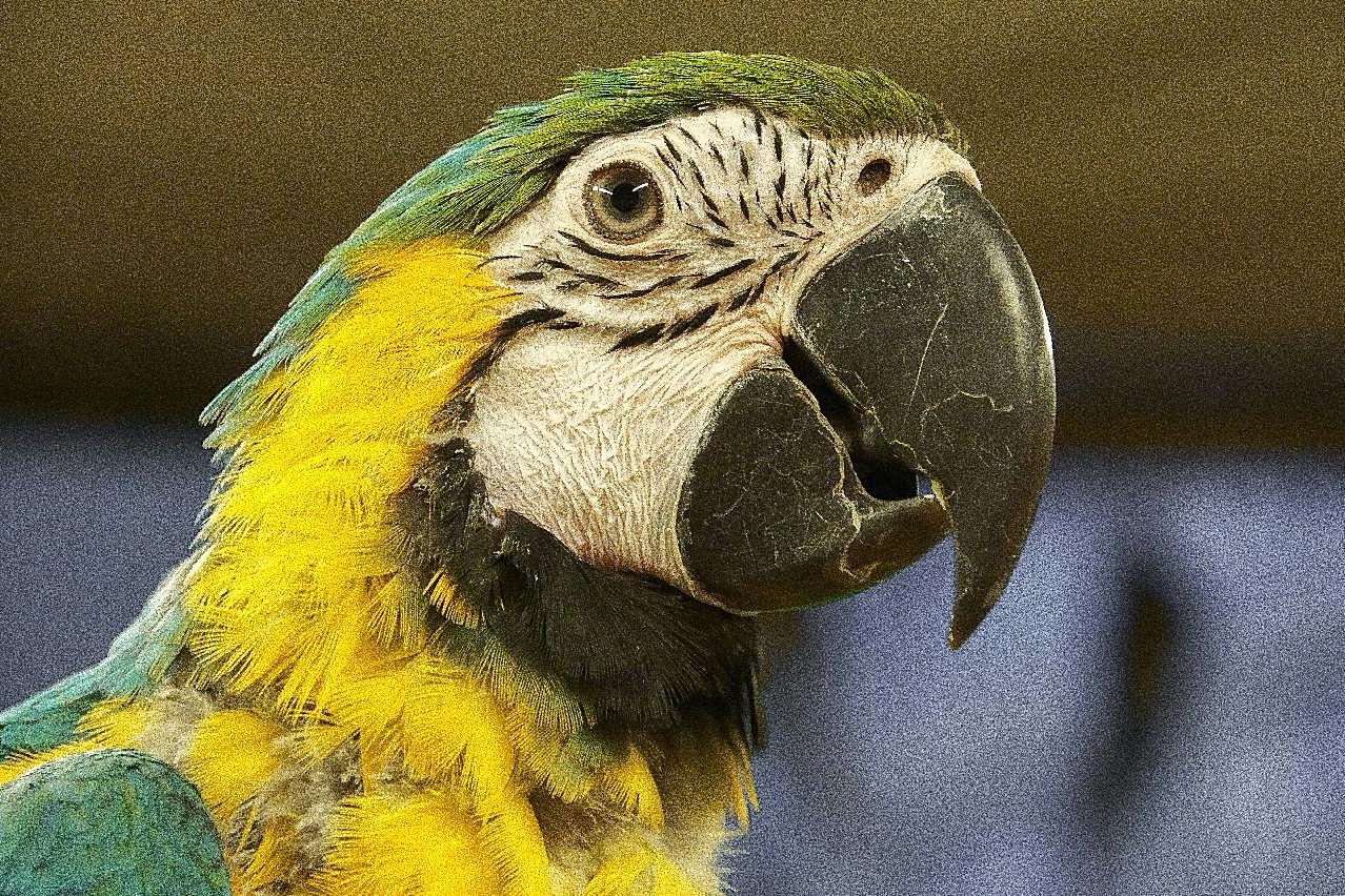 热带鹦鹉头部特写图片高清摄影