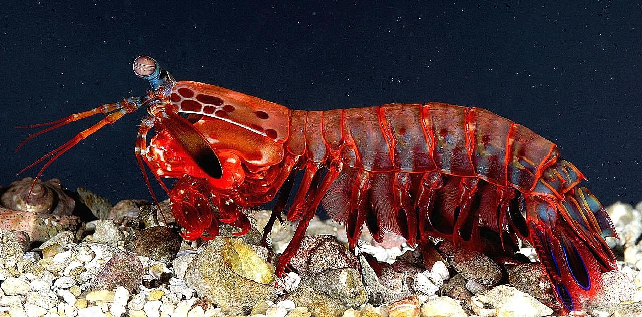 多彩螳螂虾图片海洋生物