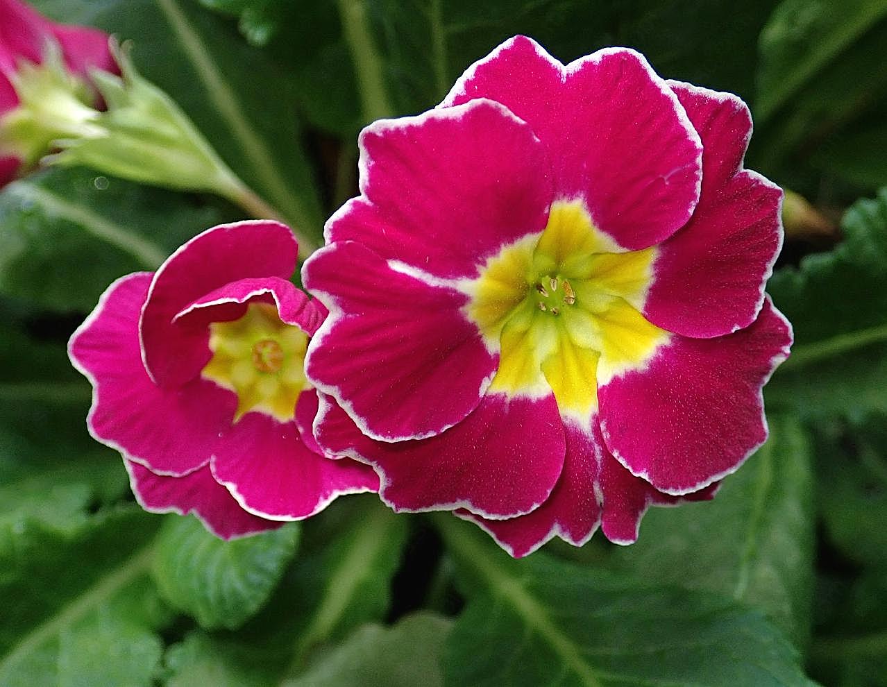 月仙草花朵微距图片花卉