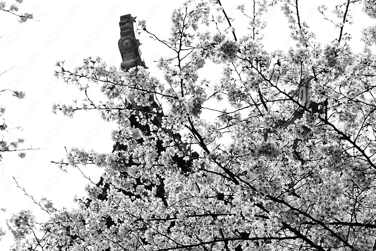 黑白图片樱花