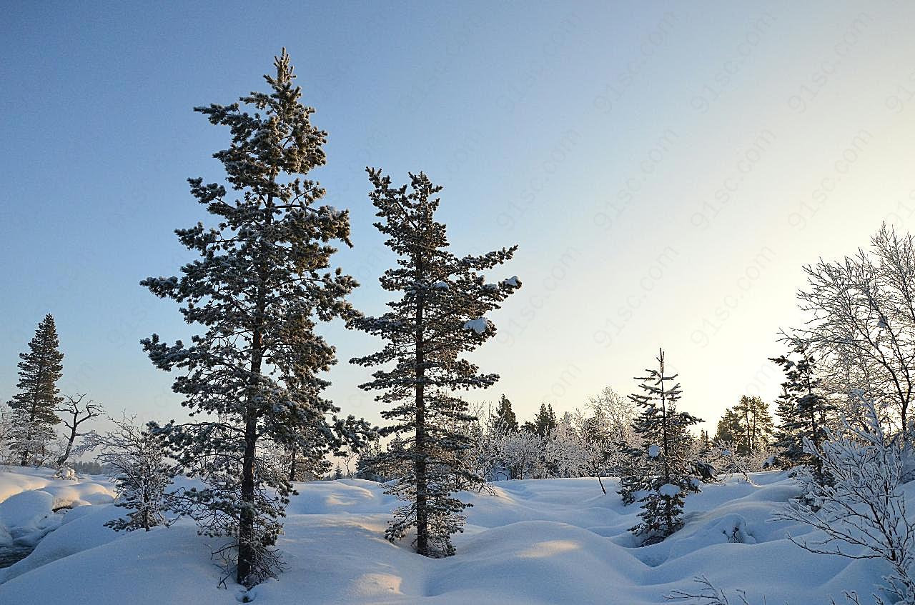白雪树木风景图片自然