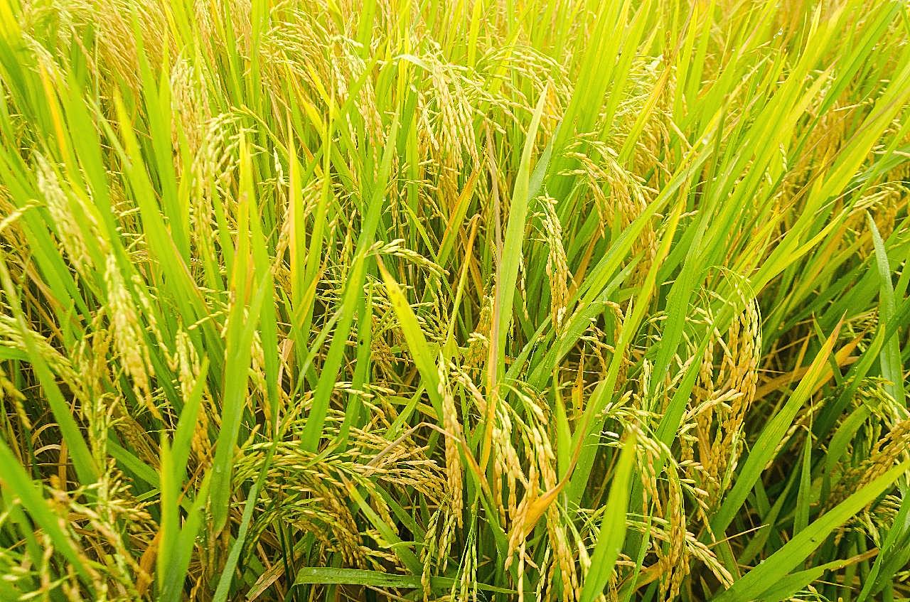 稻田成熟水稻图片五谷杂粮