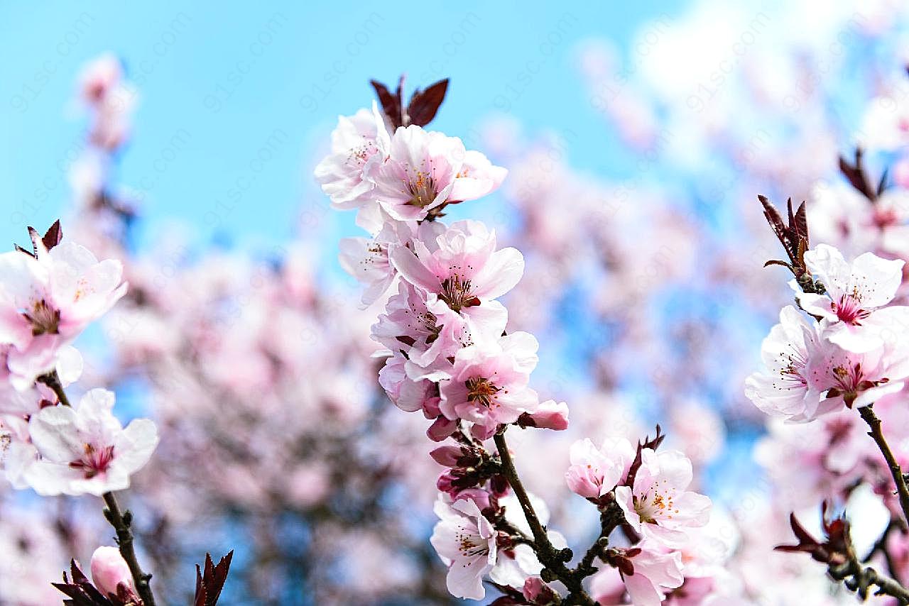 春天唯美图片樱花