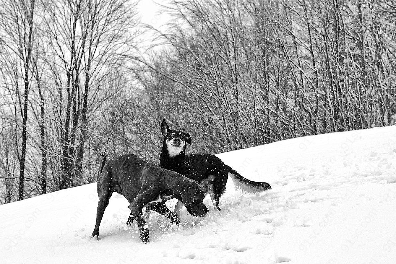 雪地上两只大丹犬图片高清摄影