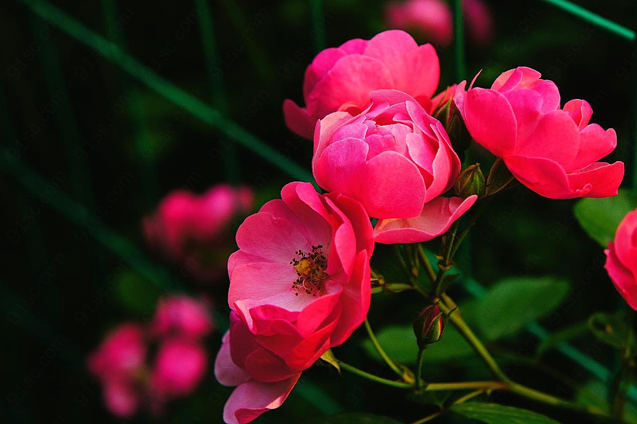 蔷薇花自然写真图片摄影高清