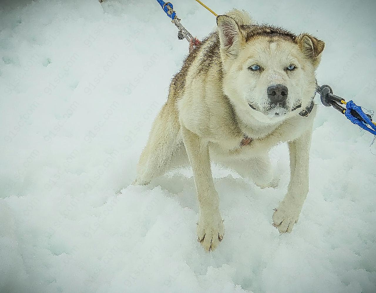 拉斯维加斯雪橇犬图片摄影