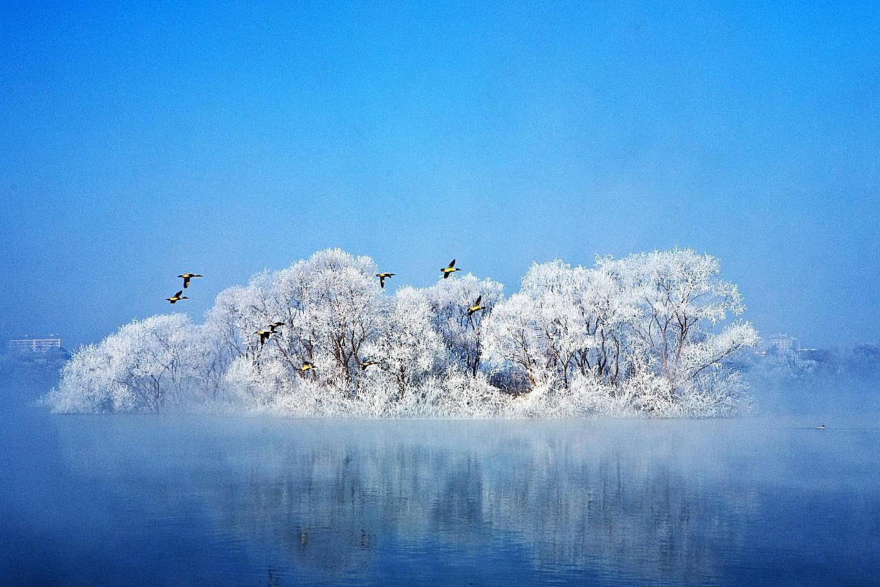 冬季候鸟图片高清摄影