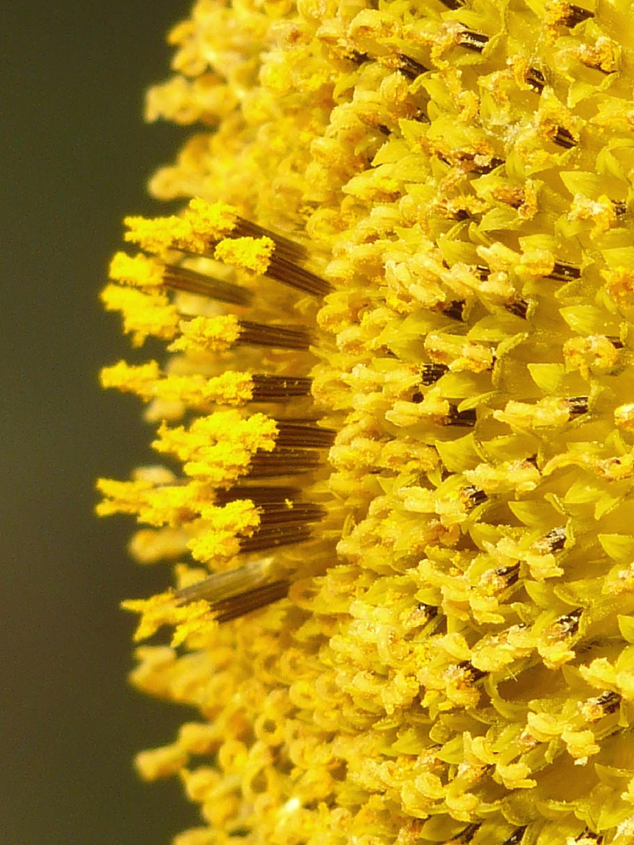 花蕊图片摄影