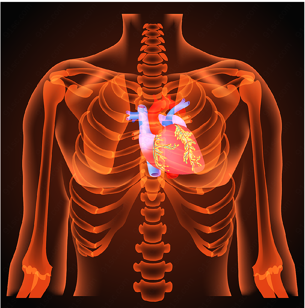 人体心脏器官其它其它其它矢量人物