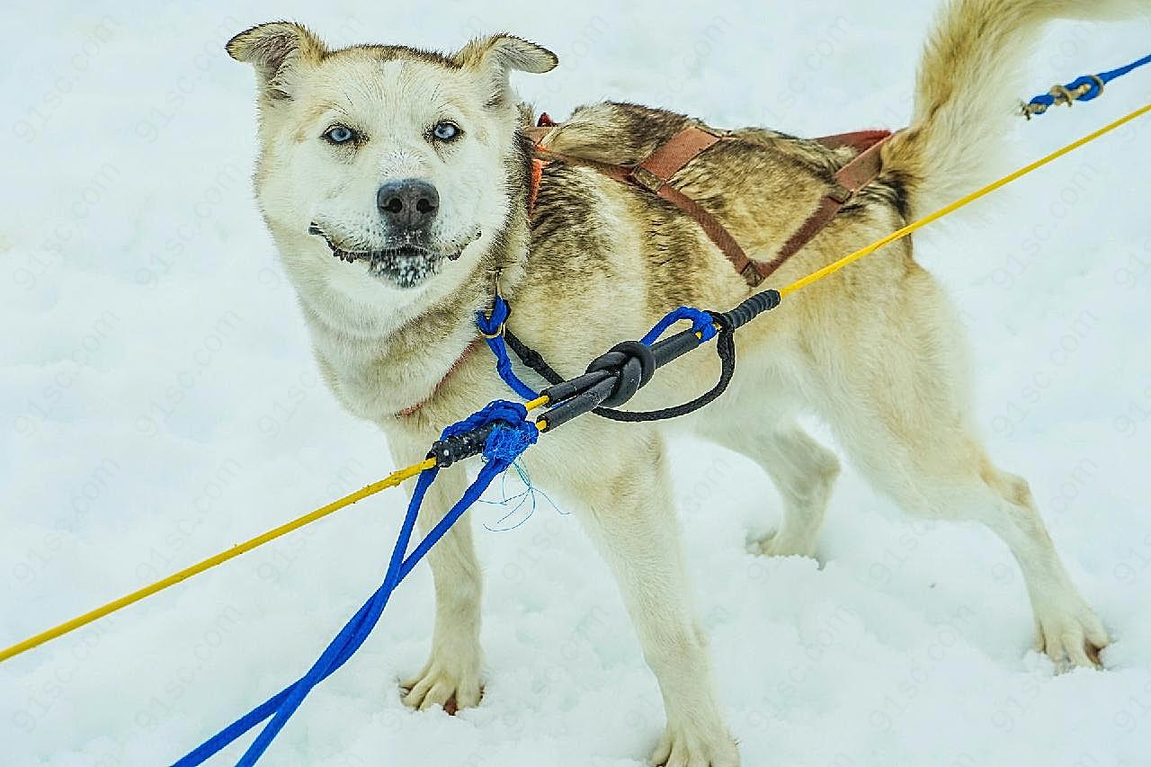 成年雪橇犬图片高清摄影