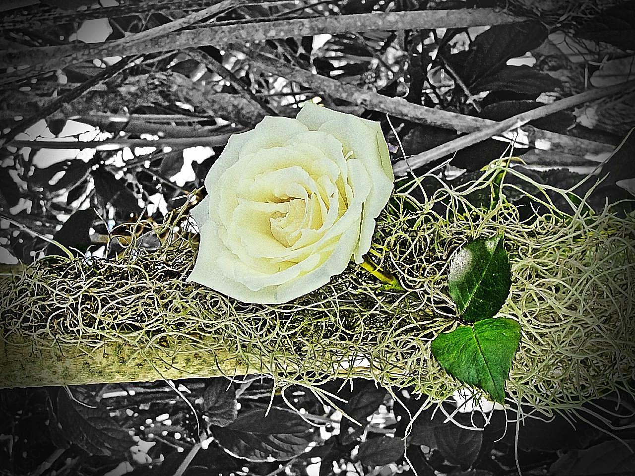 一朵白玫瑰图片摄影高清