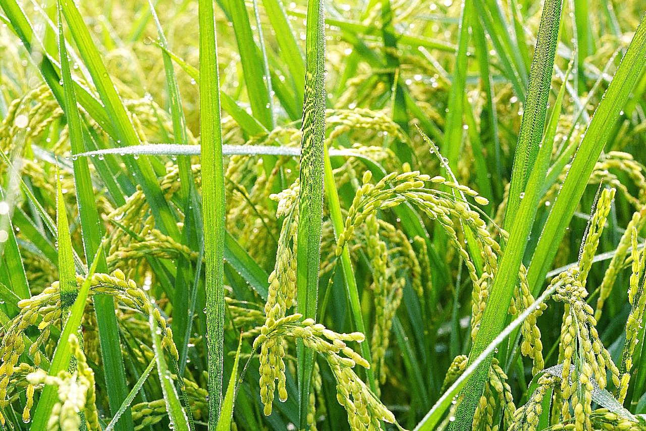 稻田稻穗图片自然