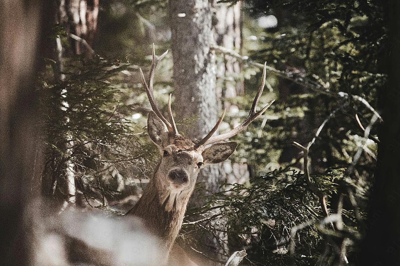 森林里的鹿图片高清
