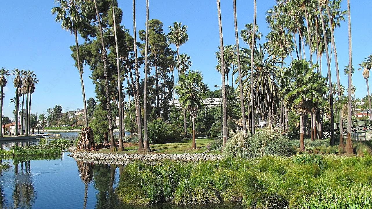 洛杉矶棕榈树图片自然风景