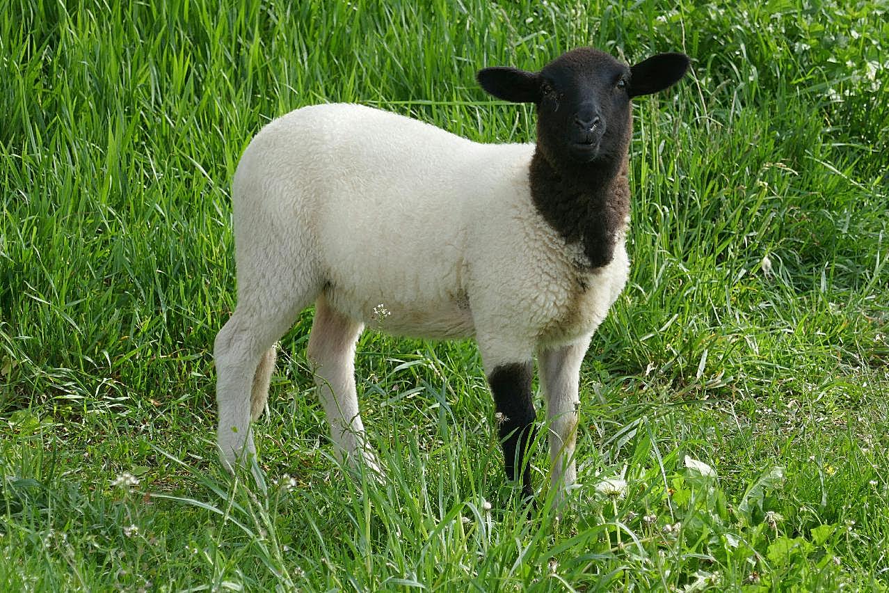 黑白绵羊图片动物图片