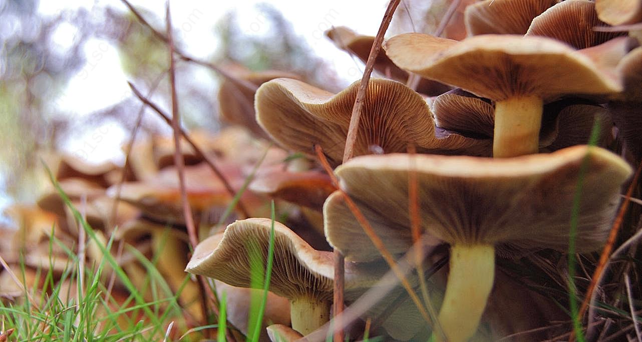 地面菌菇摄影图片蘑菇