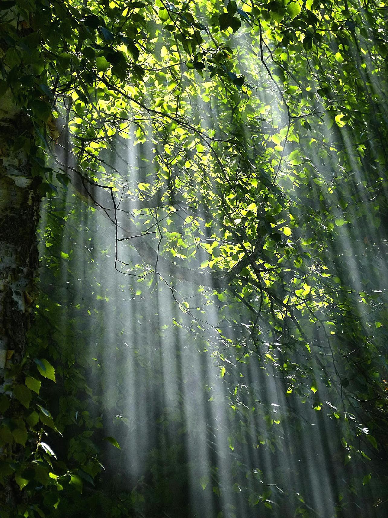 森林光束图片自然风景