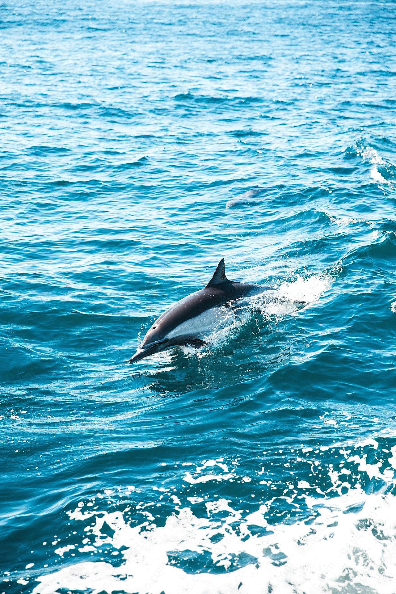 大海海豚高清图片海洋生物