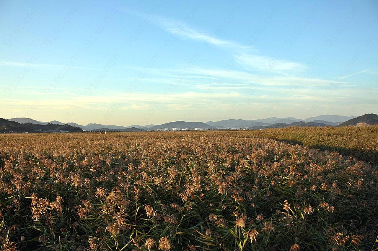 田野种植地图片摄影