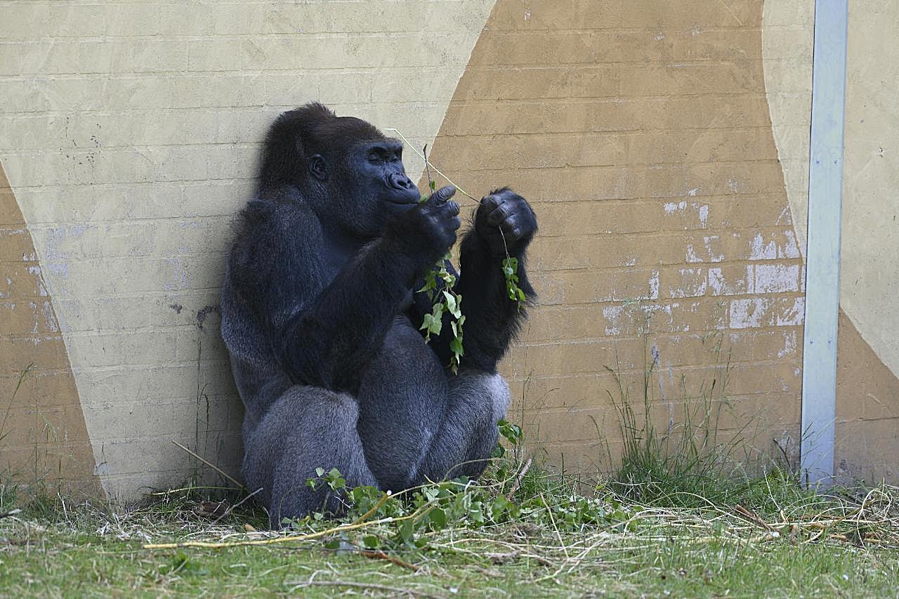 大猩猩吃草图片摄影高清