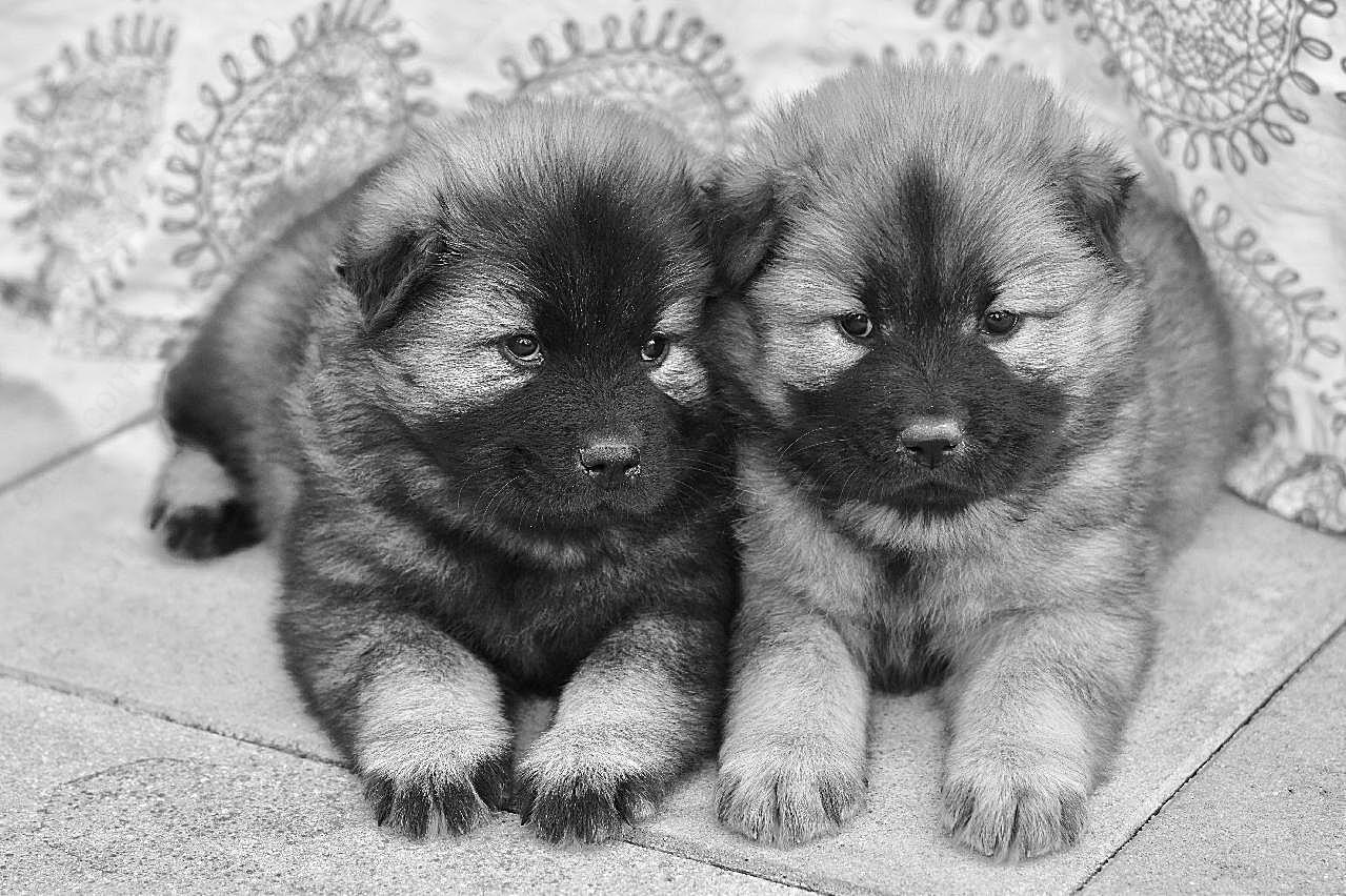 两只小黑白照片狗