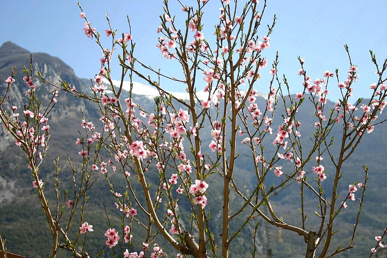 春天开满枝头桃花图片摄影