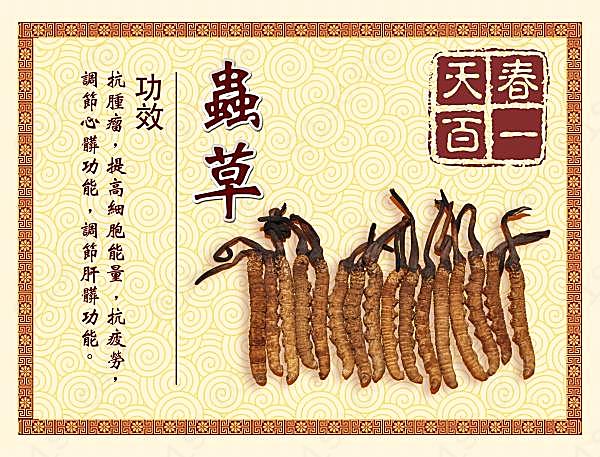 虫草psd宣传招贴设计广告海报